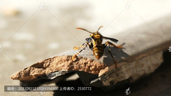 馬蜂