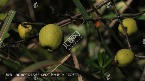 皺皮木瓜