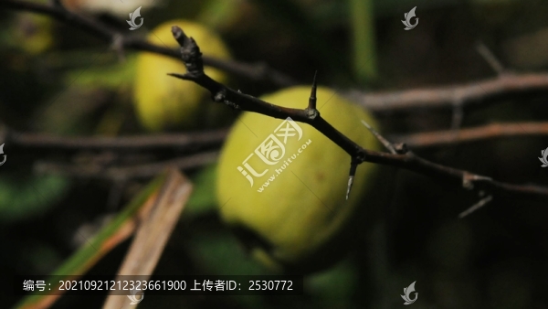 皺皮木瓜