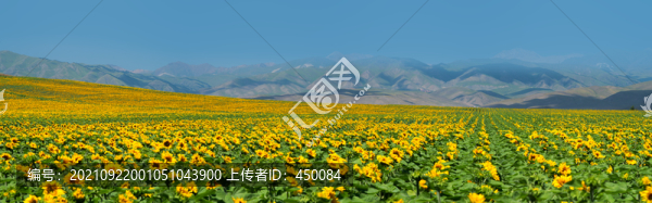 向日葵