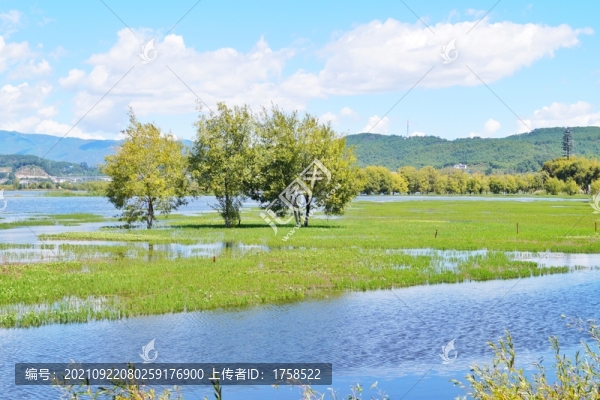 麗江拉市海濕地公園