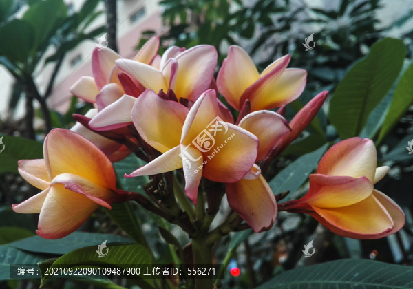 雞蛋花