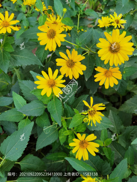 日光菊