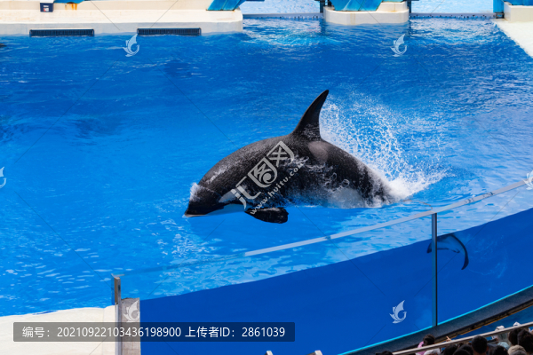 虎鯨表演