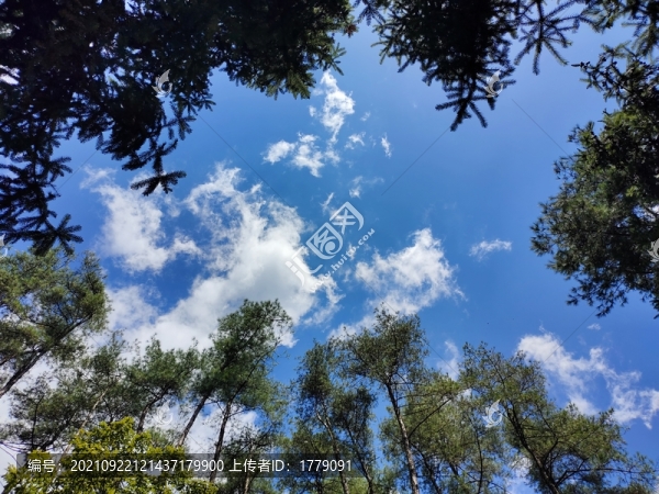 仰拍樹(shù)枝