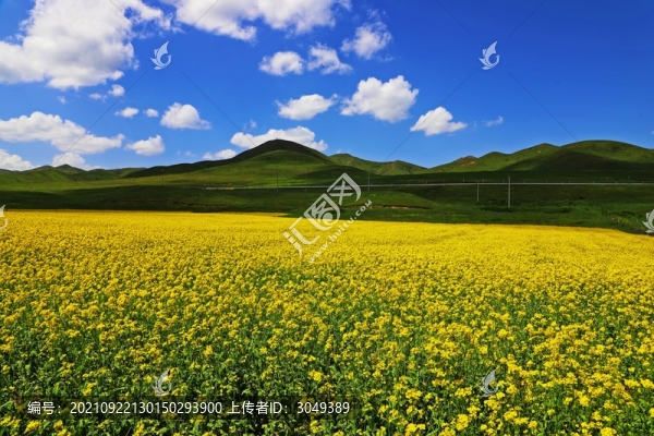 油菜花