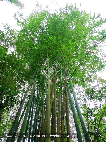 仰拍綠竹