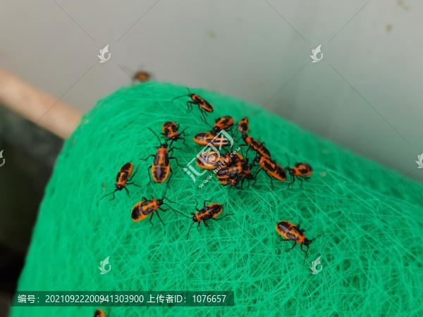 有害的昆蟲麻皮蝽