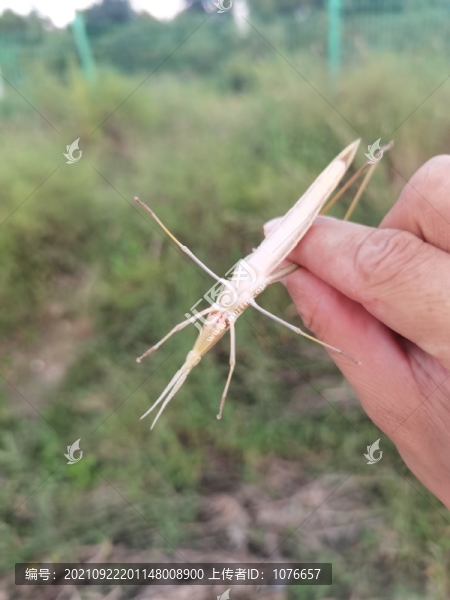 棕污斑螳