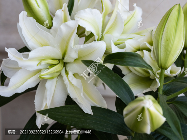 百合花