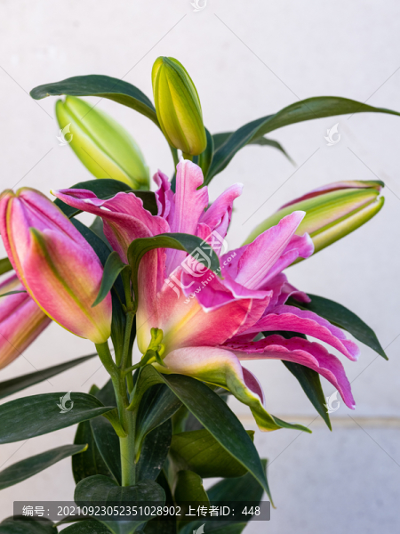 百合花