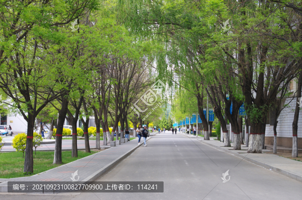 內(nèi)蒙古大學(xué)校園林蔭路