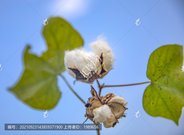 白棉花