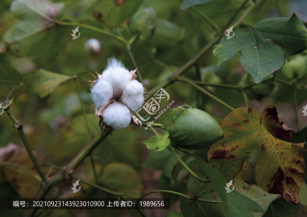 白棉花