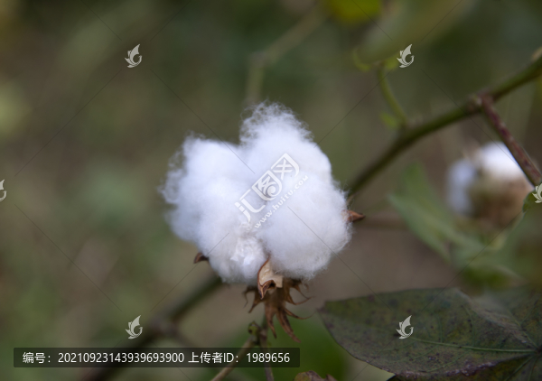 白棉花