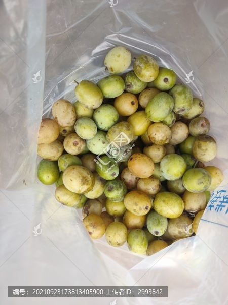 野酸棗