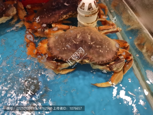 阿拉斯加帝王蟹