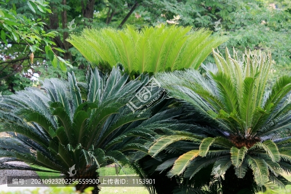 鐵樹