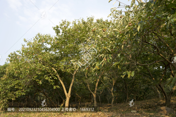 板栗園