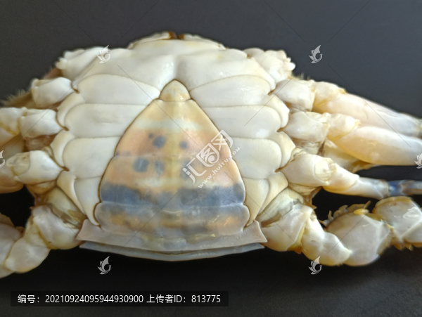 白肚梭子蟹