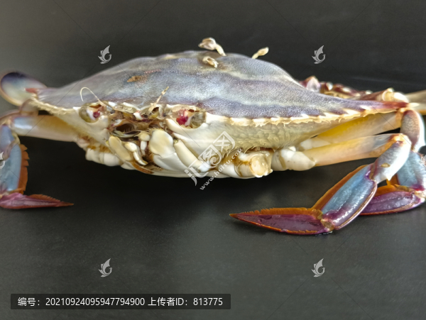 肥美梭子蟹