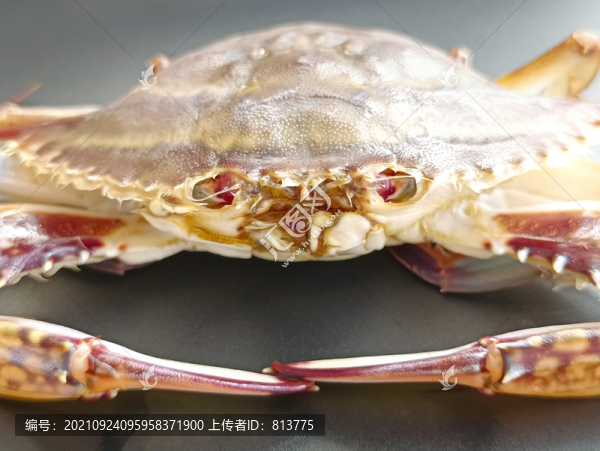 特寫海產(chǎn)品梭子蟹