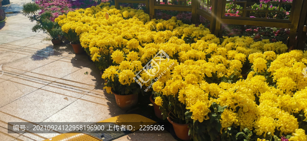 菊花