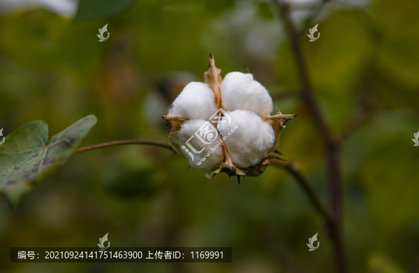 棉花