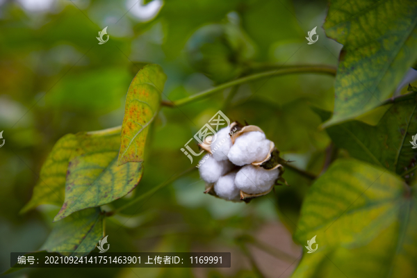 棉花