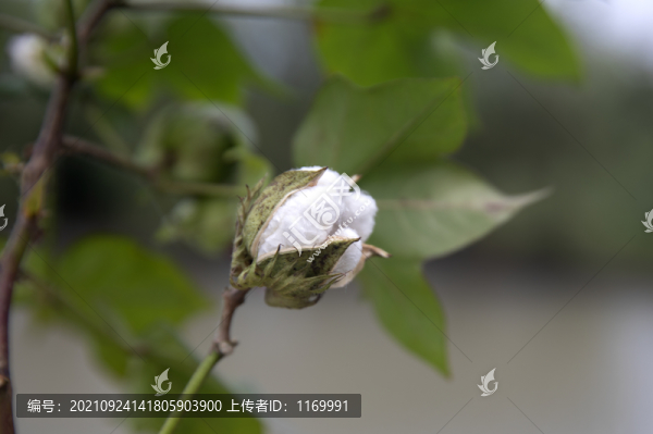 棉花