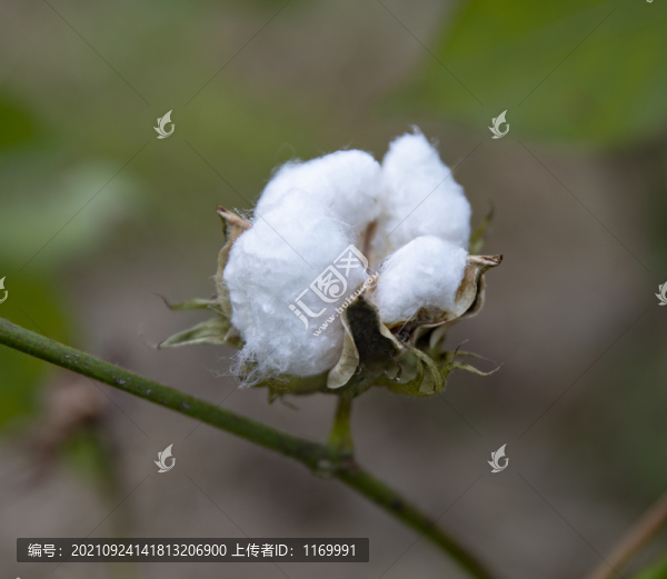 棉花