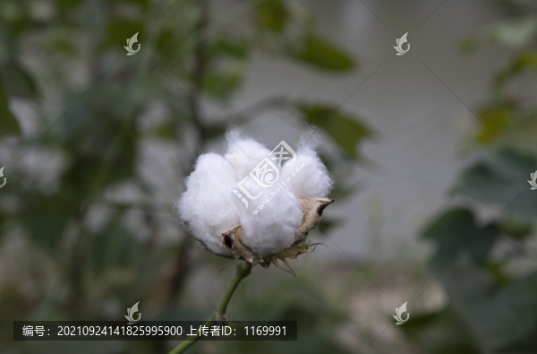 棉花