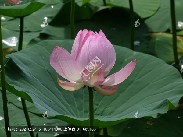 荷花