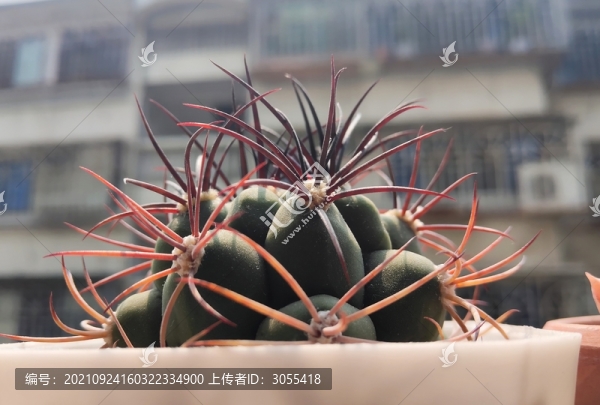 仙人球