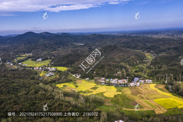 鳥瞰山村金色稻田