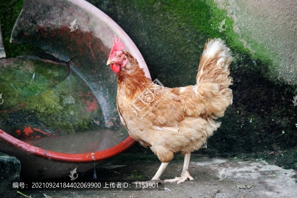 母雞