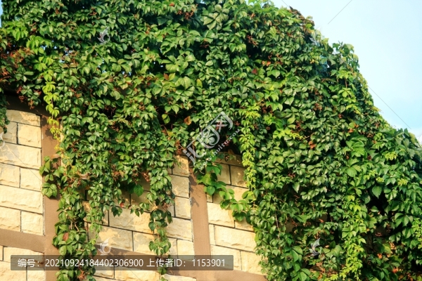 綠植墻