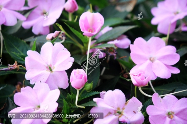 鳳仙花