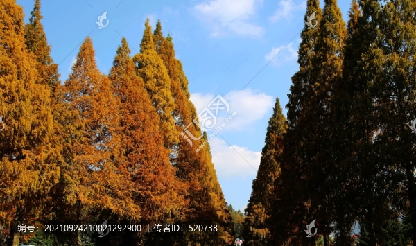 秋色井岡山