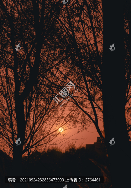 夕陽樹木剪影