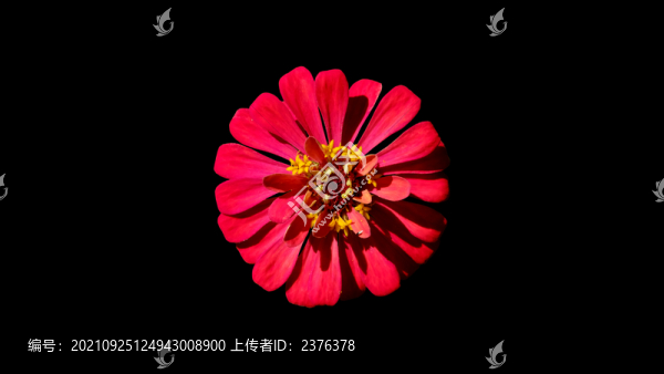 百日菊