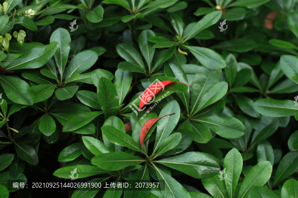 綠葉