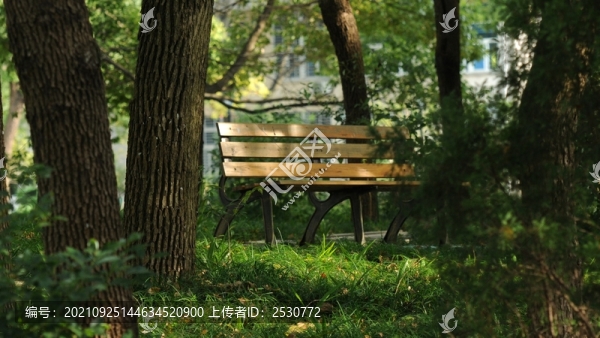 樟樹林下