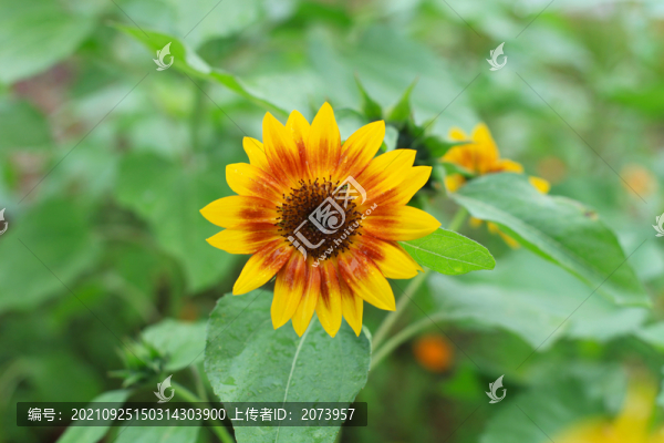 向日葵