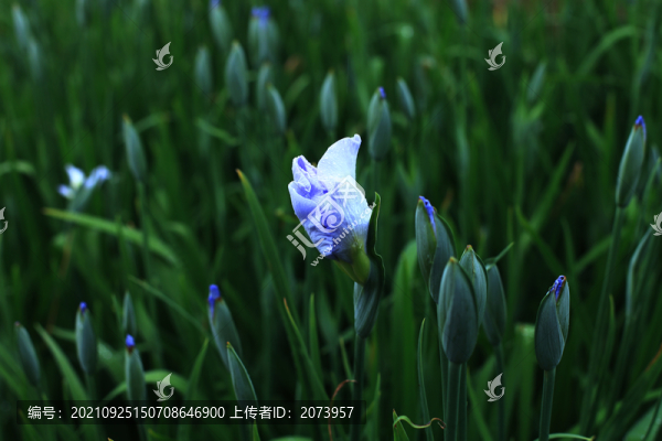 蔦尾