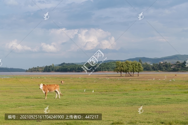 會(huì)澤大橋黑頸鶴保護(hù)區(qū)