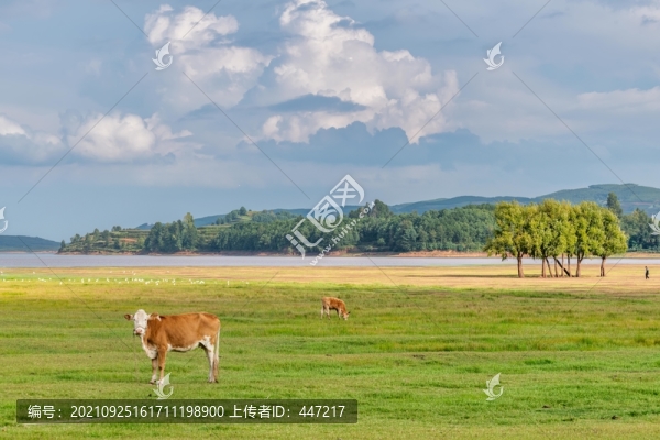 會澤大橋黑頸鶴保護區(qū)