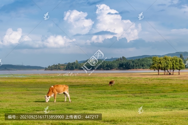 會澤大橋黑頸鶴保護區(qū)