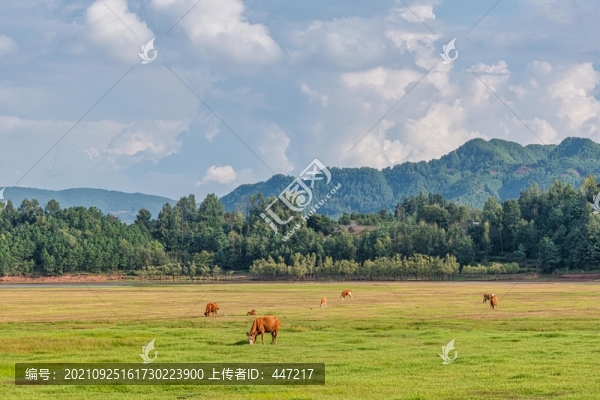 會澤大橋黑頸鶴保護區(qū)