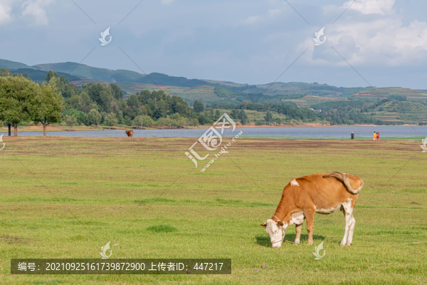 會(huì)澤大橋黑頸鶴保護(hù)區(qū)